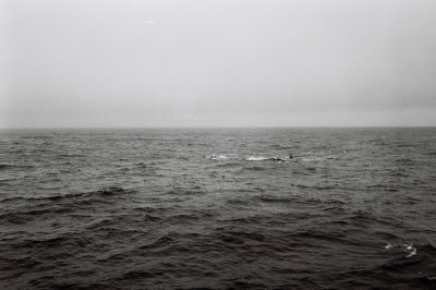 Antarctic 2019-190.jpg
