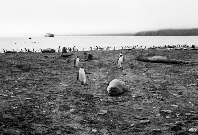Antarctic 2019-197.jpg