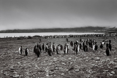 Antarctic 2019-202.jpg