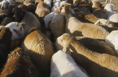 Sheep.sudan.market.jpg
