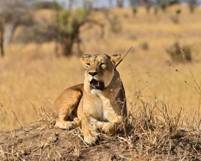 Tarangire National Park, Tanzania 2012