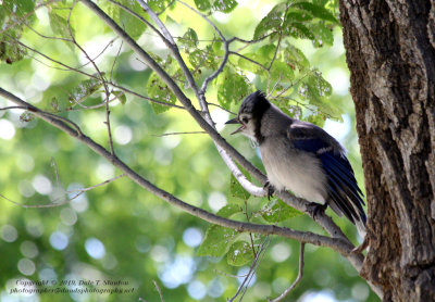 Young Blue Jay - IMG_2194.JPG