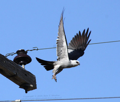 Kite Launch - IMG_2214.JPG