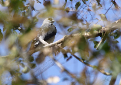 Elm Kite - IMG_3292.JPG