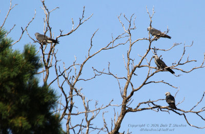 Kite Party - IMG_3202.JPG