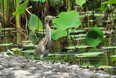 Genus: Ardeola(s-heron)