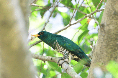  Asian Emerald Cuckoo (Chrysococcyx maculatus)_gif