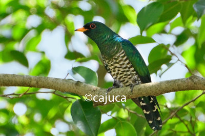 Asian Emerald Cuckoo (Chrysococcyx maculatus)