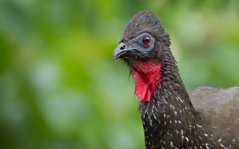 Crested guan / Kuifsjakohoen 