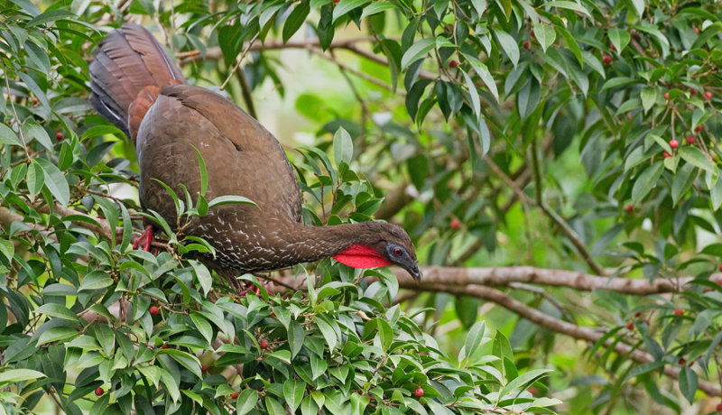 Crested guan / Kuifsjakohoen 