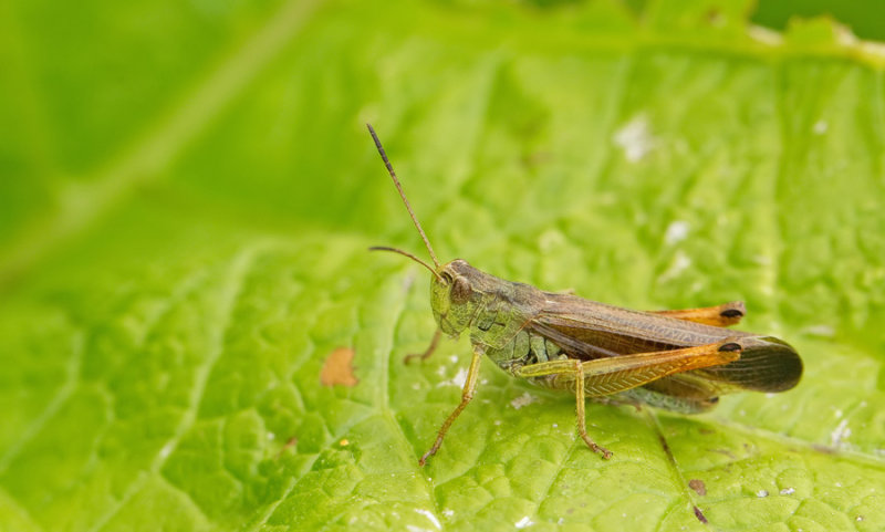 Large mountain grashopper / Ladder sprinkhaan