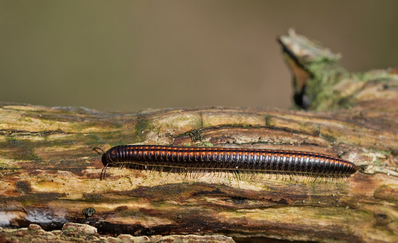 Ommatoiulus sabulosus / Grote tweestreep