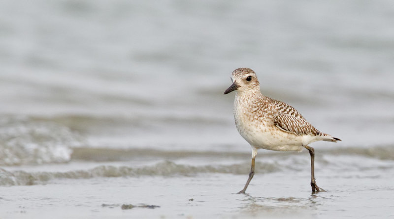 Grey plover / Zilverplevier