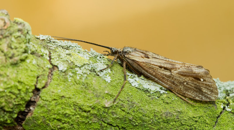Phryganea grandis