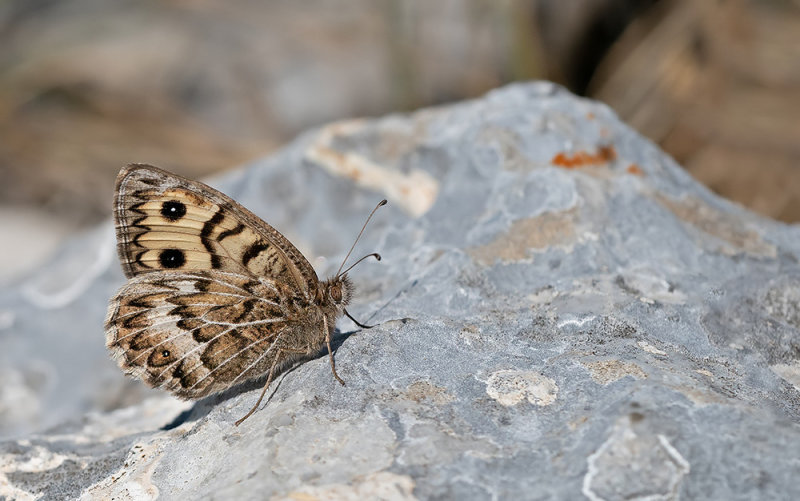 Grey Asian grayling / Grauwe heremiet