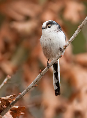 Long-tailed tit / Staartmees