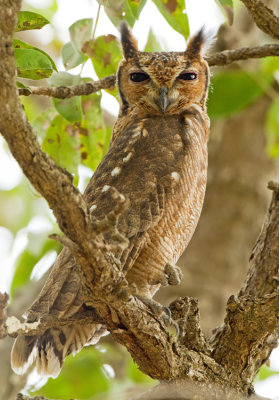 Greyish Eagle owl / Grijze oehoe