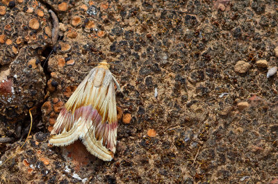 Purple Marbled / Bleek purperuiltje