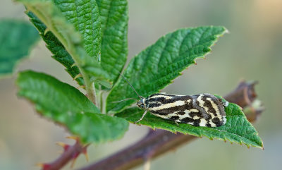 Emmelia trabealis / Panteruiltje