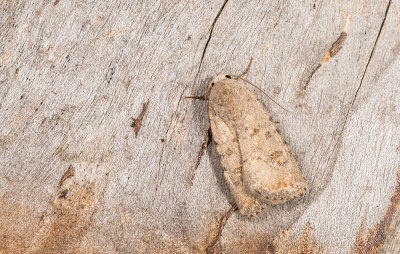 Pale mottled willow / Huisuil