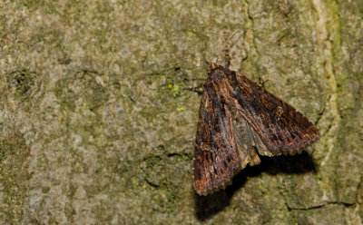 Apamea aquila / Pijpenstro-uil