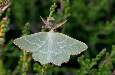 Sussex Emerald / Geblokte zomervlinder