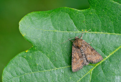 Oligia latruncula / Donker halmuiltje