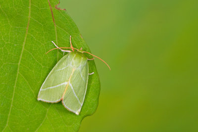 Pseudoips prasinana / Zilveren groenuil