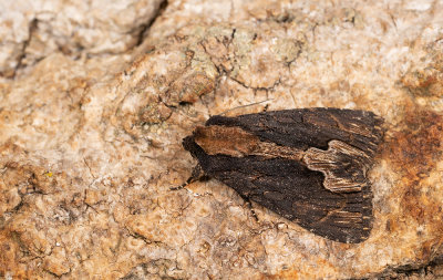 Bird's Wing / Vogelwiekje