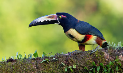 Collared Araari / Halsbandarassari 