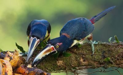 Collared Araari / Halsbandarassari 