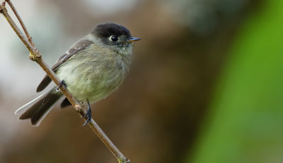 Black-capped flycatcher / Zwartkapfeetiran