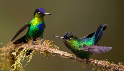 Fiery-throated Hummingbird / Irazukolibrie