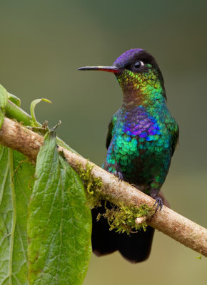 Fiery-throated Hummingbird / Irazukolibrie
