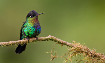 Fiery-throated Hummingbird / Irazukolibrie