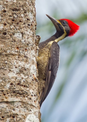 Lineated woodpecker / Gestreepte helmspecht