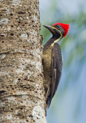 Lineated woodpecker / Gestreepte helmspecht