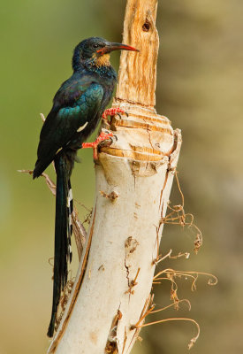 Green woodhoopoe / Groene kakelaar