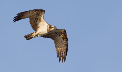 Osprey / Visarend 