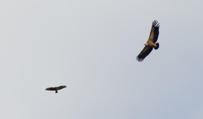 Eurasian Griffon Vulture / Vale gier 