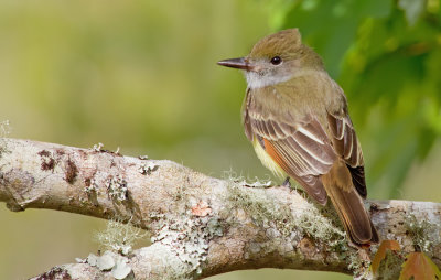Great Crested Flycatcher / Grote kuiftiran