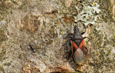 Oxycarenus lavaterae / Lindenspitskop