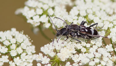 Chlorophorus figuratus