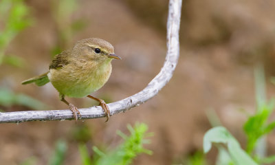 Canary Islands chiffchaff / Canarische tjiftjaf