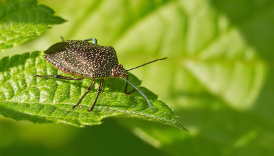 Pellaea stictica 