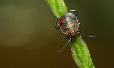 Pellaea stictica 