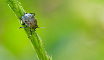 Pellaea stictica 