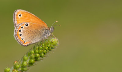 Russian Heath / Turks hooibeestje