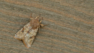 Orthosia incerta / Variabele voorjaarsuil
