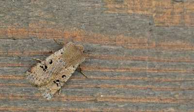 Conistra rubiginosa / Zwartvlekwinteruil